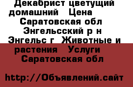 Декабрист цветущий домашний › Цена ­ 120 - Саратовская обл., Энгельсский р-н, Энгельс г. Животные и растения » Услуги   . Саратовская обл.